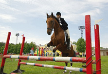 Pferde Lebensversicherung für Turnierpferde